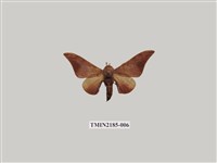 藏品(鉤翅赭蠶蛾)的圖片